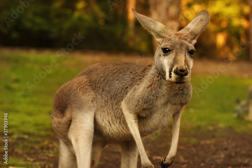 Fototapeta Naklejka Na Ścianę i Meble -  kangaroo portret