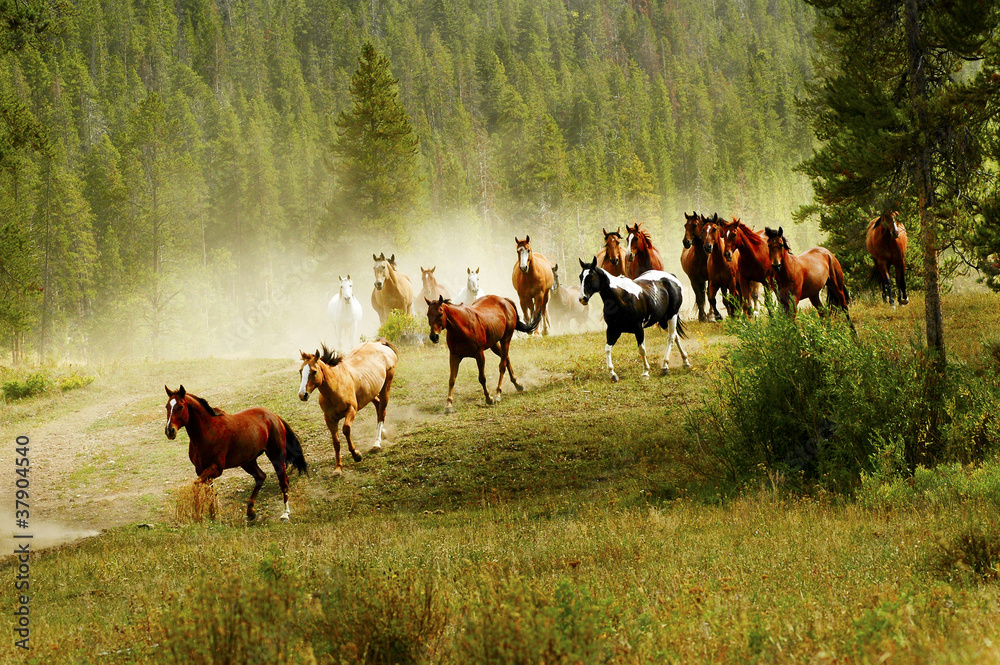 Fototapeta premium Running Horses
