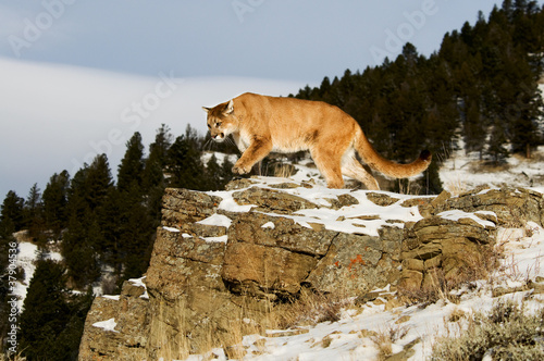 Mountain Lion