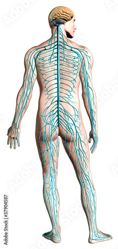 Human nervous system diagram.