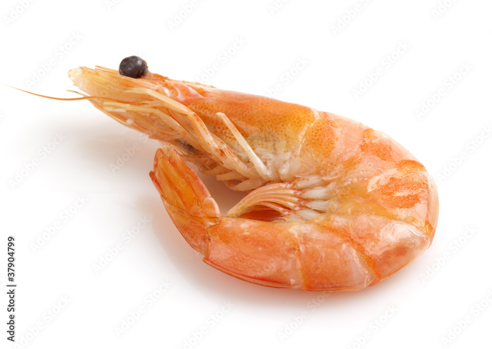shrimp shrimp