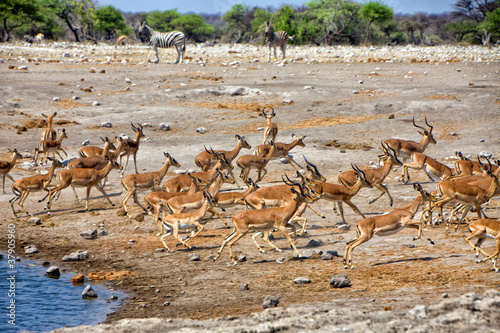 a group of blackfaced impala