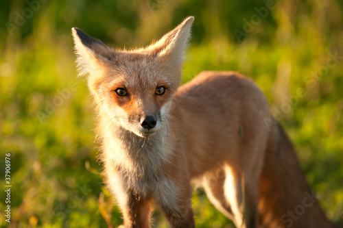 Red fox in Prince Edward Island national park