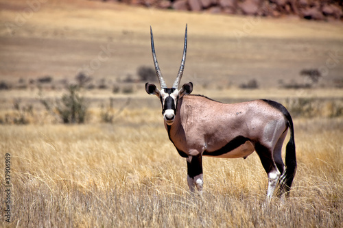 an oryx in the namib naukluft national park namibia africa photo