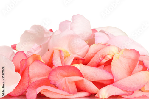 beautiful pink rose petals isolated on white