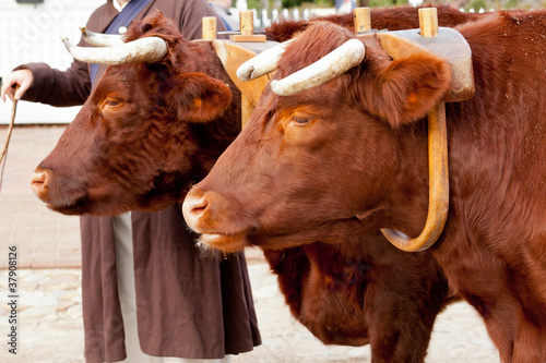 Fotografie Two oxen in yoke pulling a cart