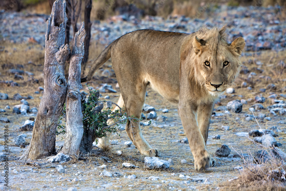 Obraz premium young lion looking at me at etosha national park namibia