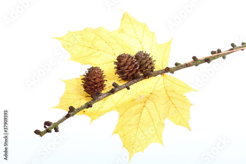 autumn pine cone maple leaf isolated
