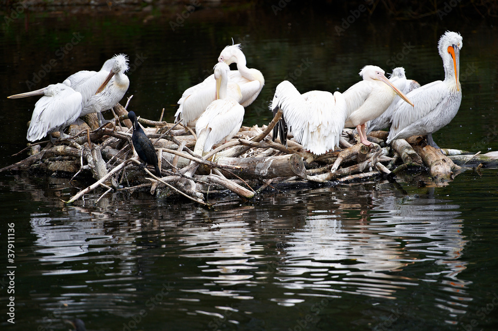 Pelicans on the island of branches Pelicans on the island of branches