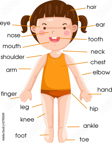 vocabulary part of body