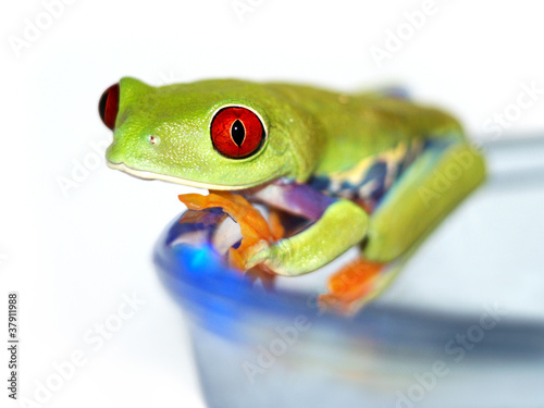 Rotaugenlaubfrosch 120, Agalychnis callidryas photo