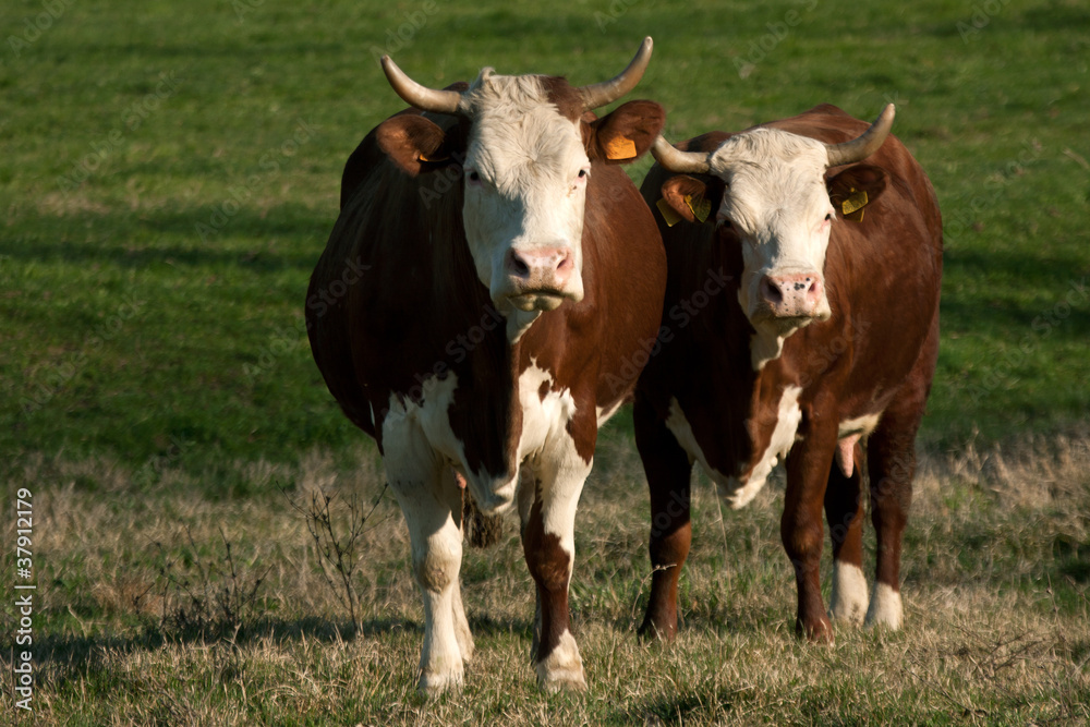 two female cows