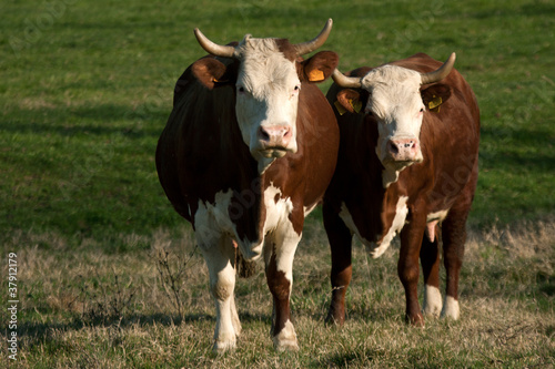 two female cows