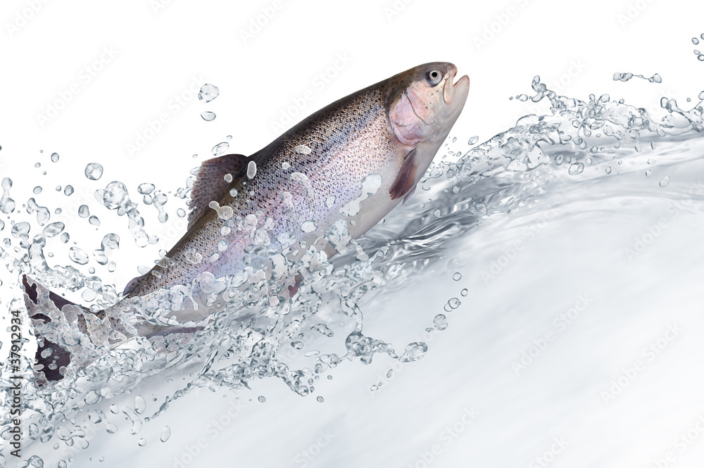 Obraz premium Ryba 131