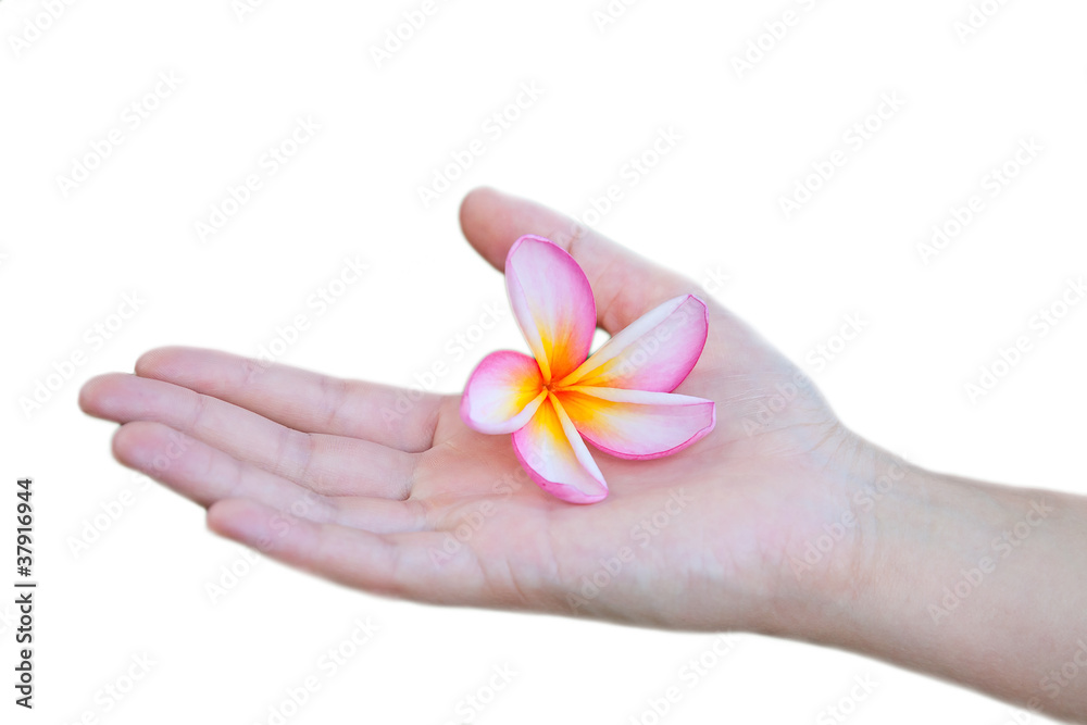 Flower in the hand Flower in the hand