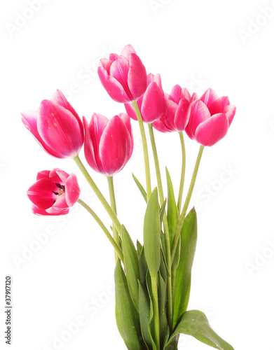Fototapeta Naklejka Na Ścianę i Meble -  Red tulips on white background