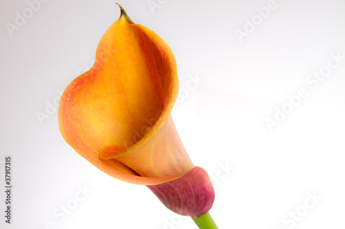Fototapeta Naklejka Na Ścianę i Meble -  Orange Calla lily(Zantedeschia) over white