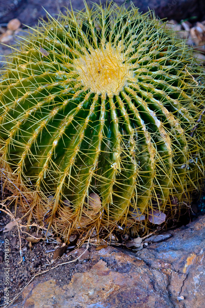 Cactus Cactus