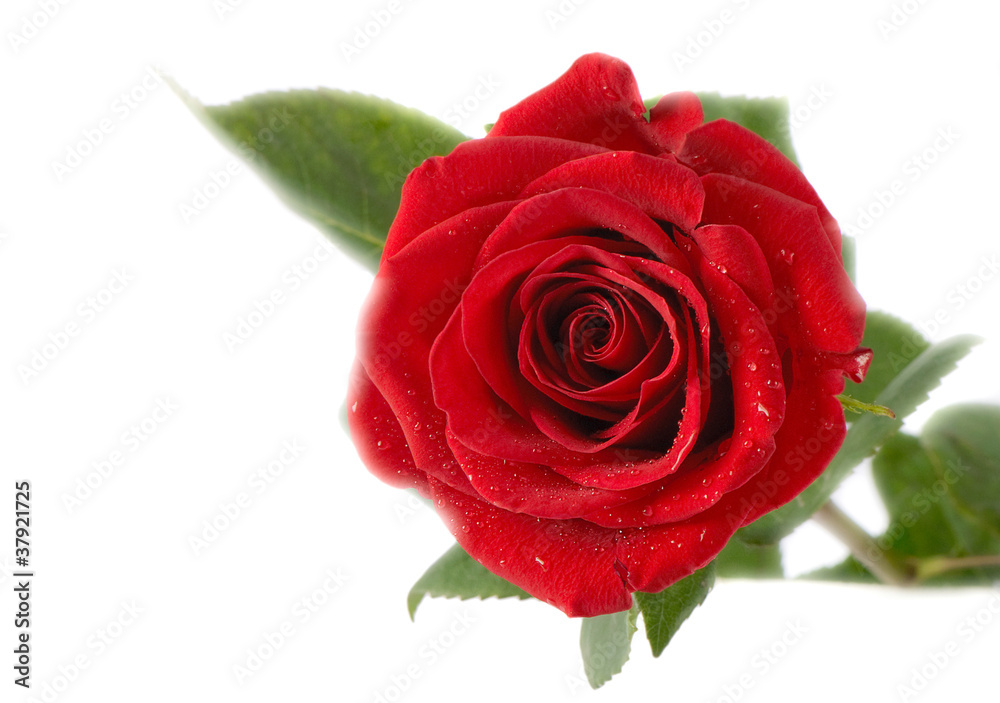 Red rose Red rose