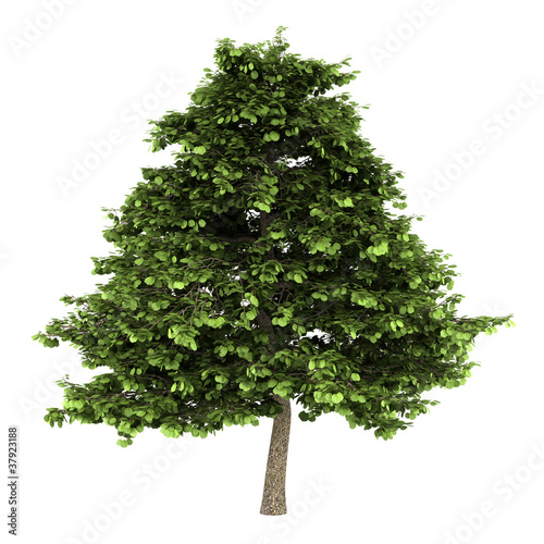 grey alder tree isolated on white background photo