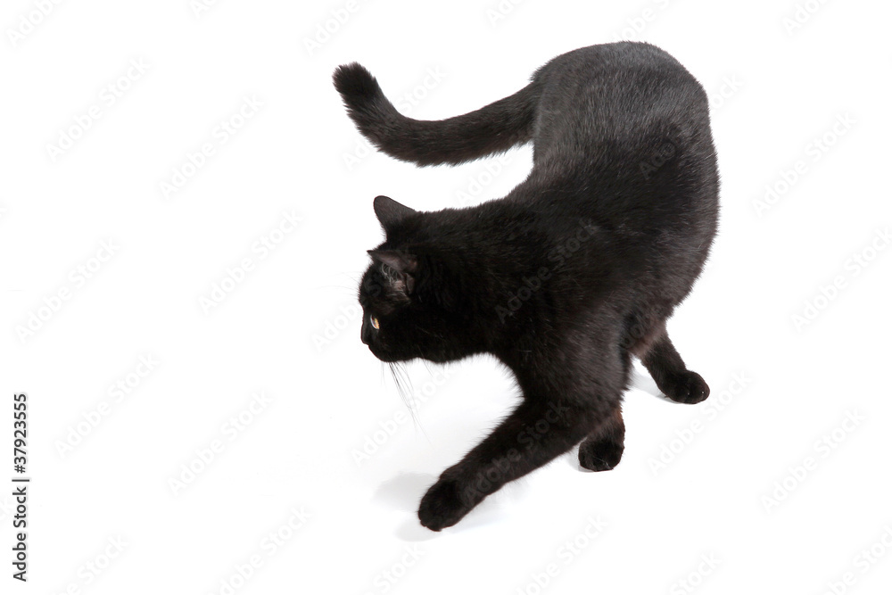 Schwarze Katze