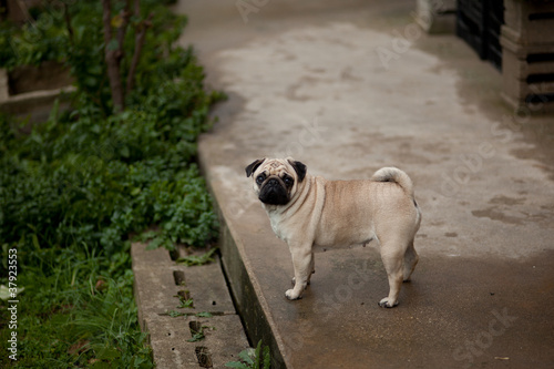 pug photo