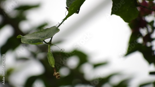 Coccinia Grandis photo