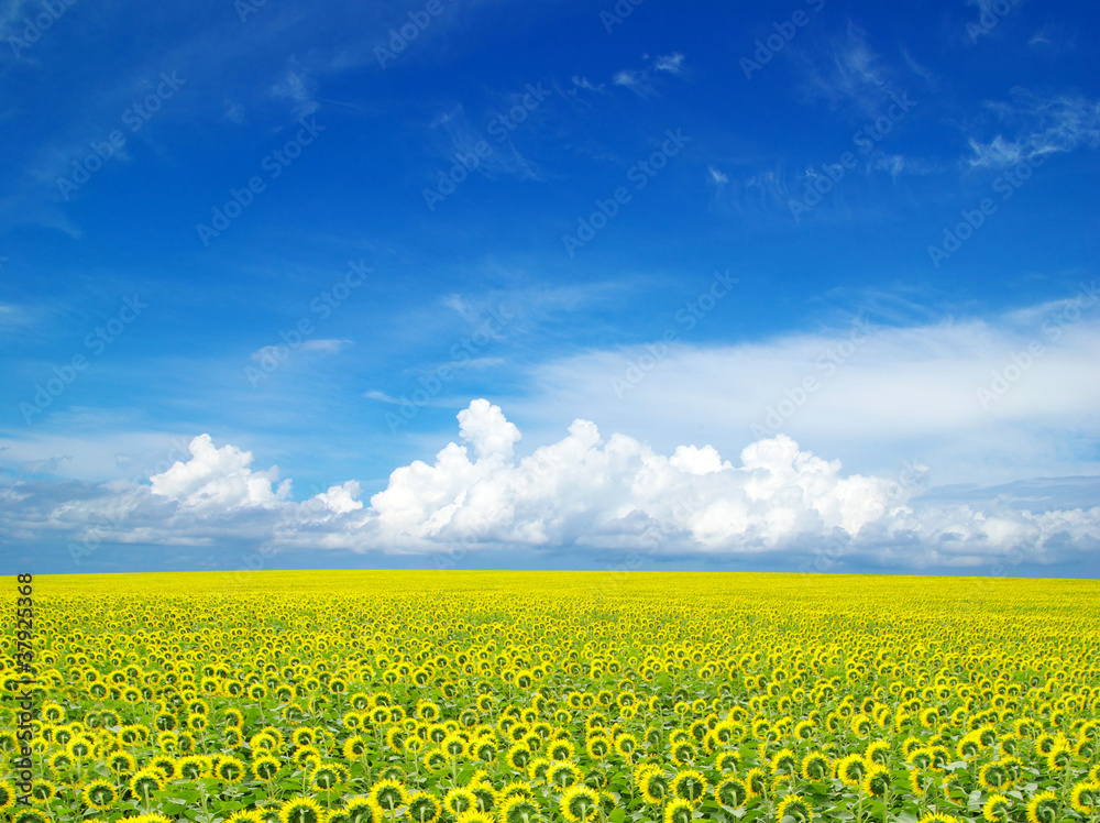 Obraz premium sunflower field