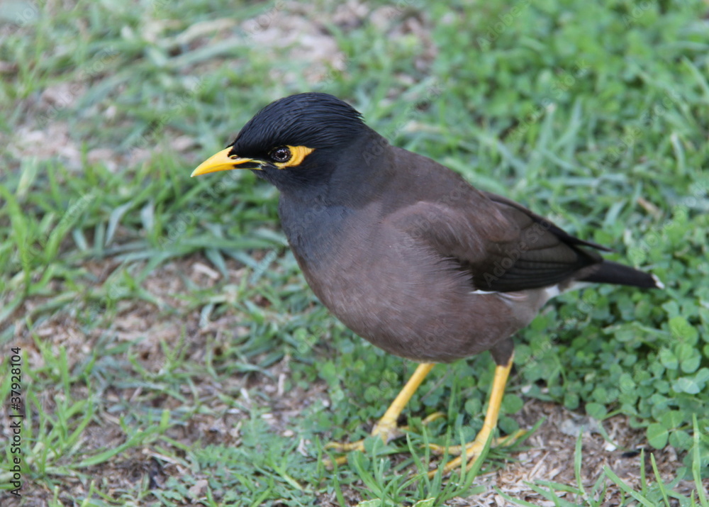 Common Mynah Bird (Acridotheres tristis) Common Mynah Bird (Acridotheres tristis)