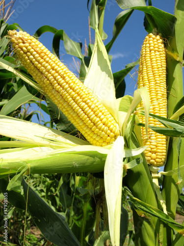 Corn field