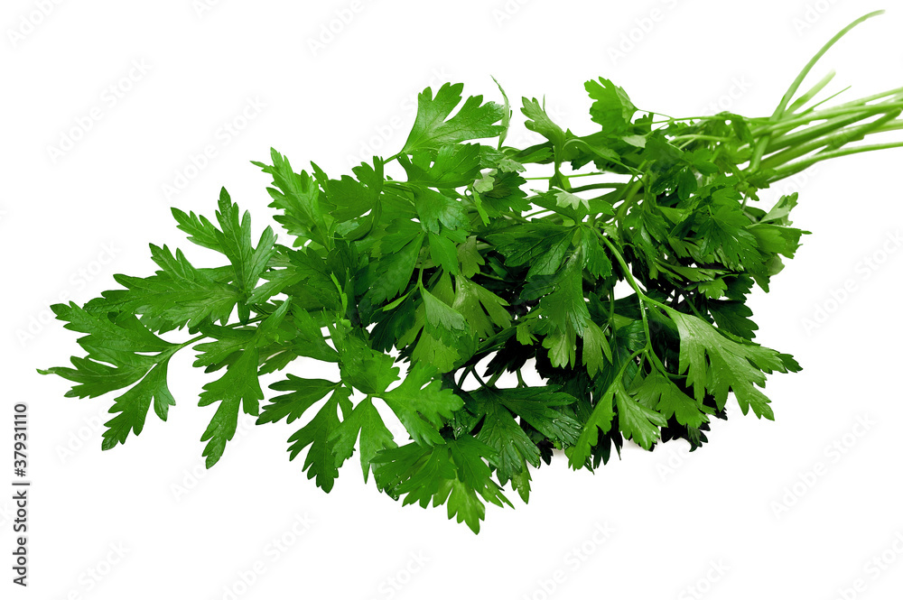 Bunch of parsley Bunch of parsley