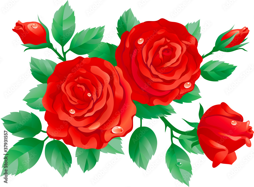 Vector of red roses isolated on white background