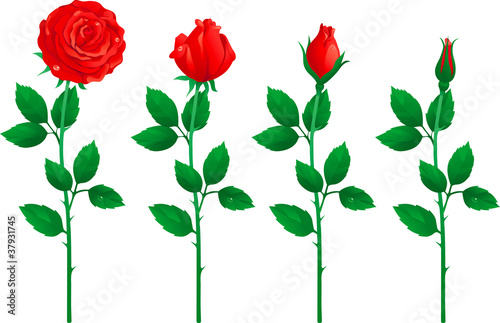 set of red roses