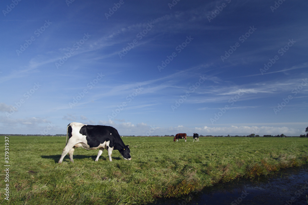 Cow in a typical Dutch landscape Cow in a typical Dutch landscape