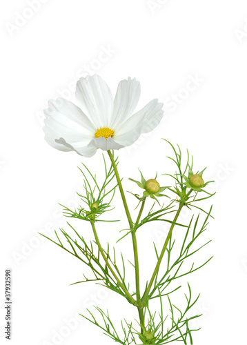 cosmos blanc