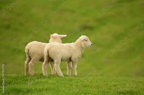 lambs on green grass