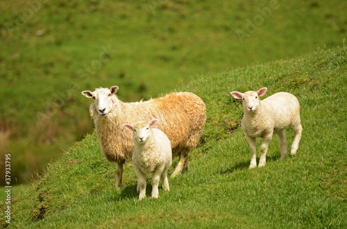 Mother sheep and her lambs on green grass