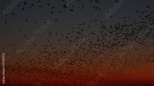 Wallpaper Mural a lot of birds with the energy industry at sunset Torontodigital.ca