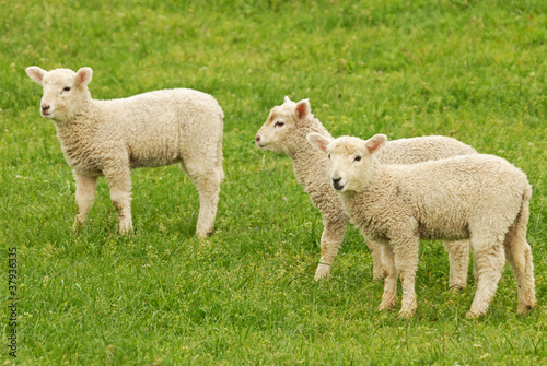 lambs grazing on green grass