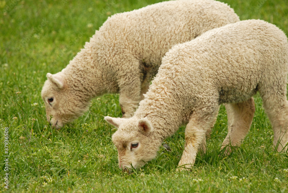 Obraz premium lambs grazing on green grass