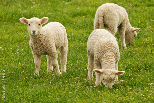 lambs grazing on green grass