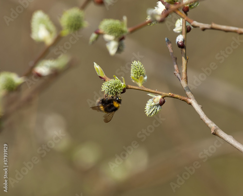 Bee on Pussy Willow