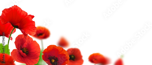 flowers, poppies white background. Environmental
