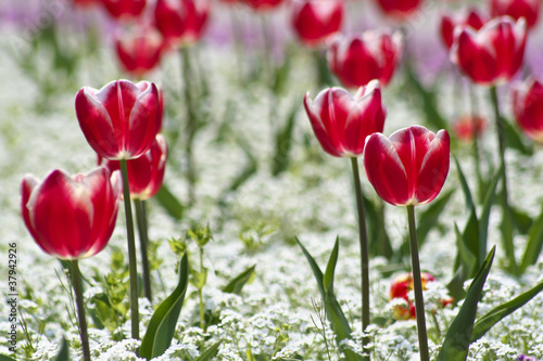 Red tulips