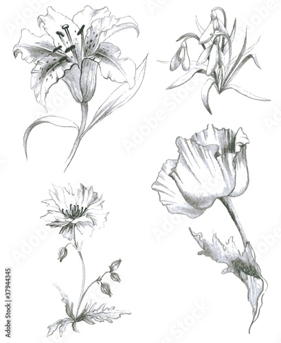 Fototapeta Naklejka Na Ścianę i Meble -  Illustration garden and wild flowers.Lilies,poppy.