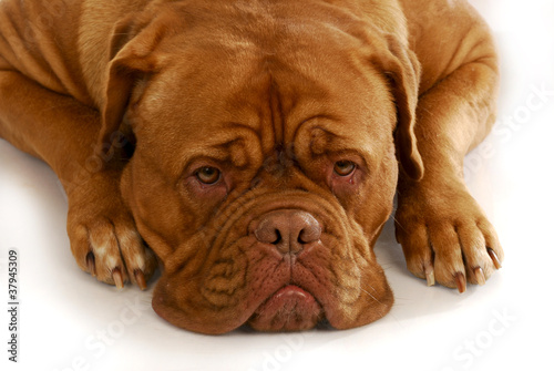 dogue de bordeaux