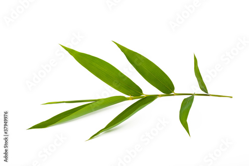 bamboo leaves