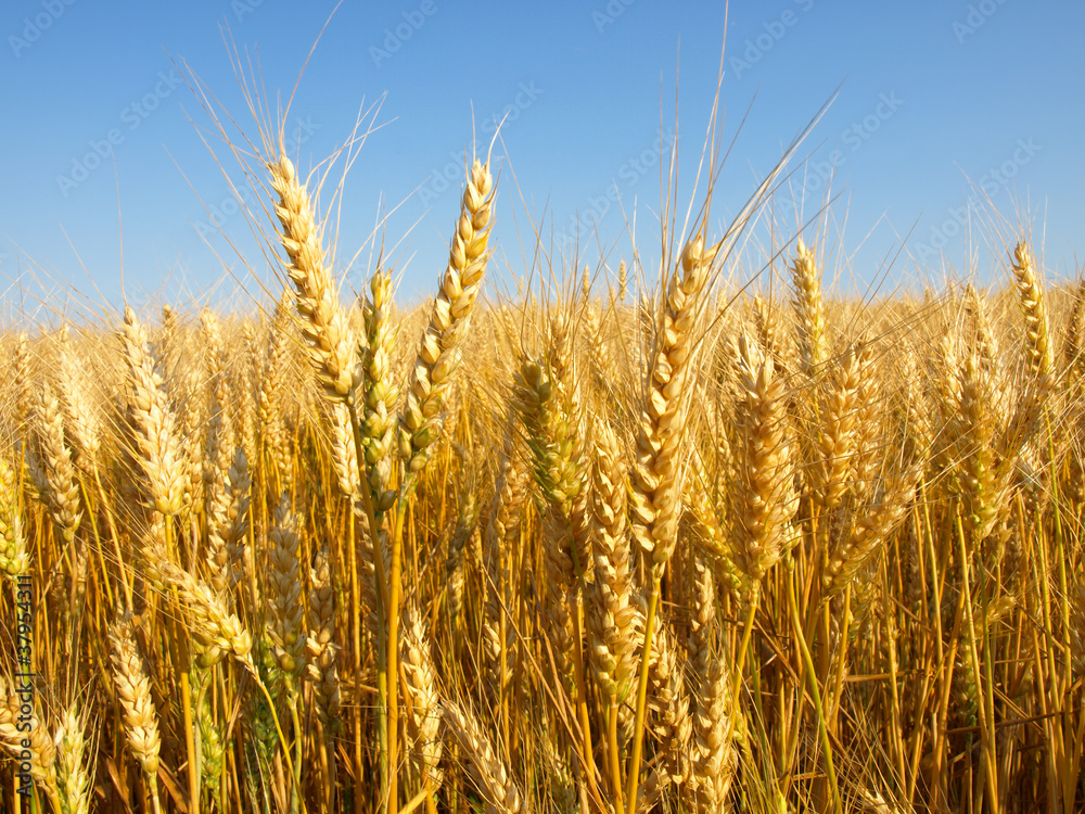 Wheat field Wheat field