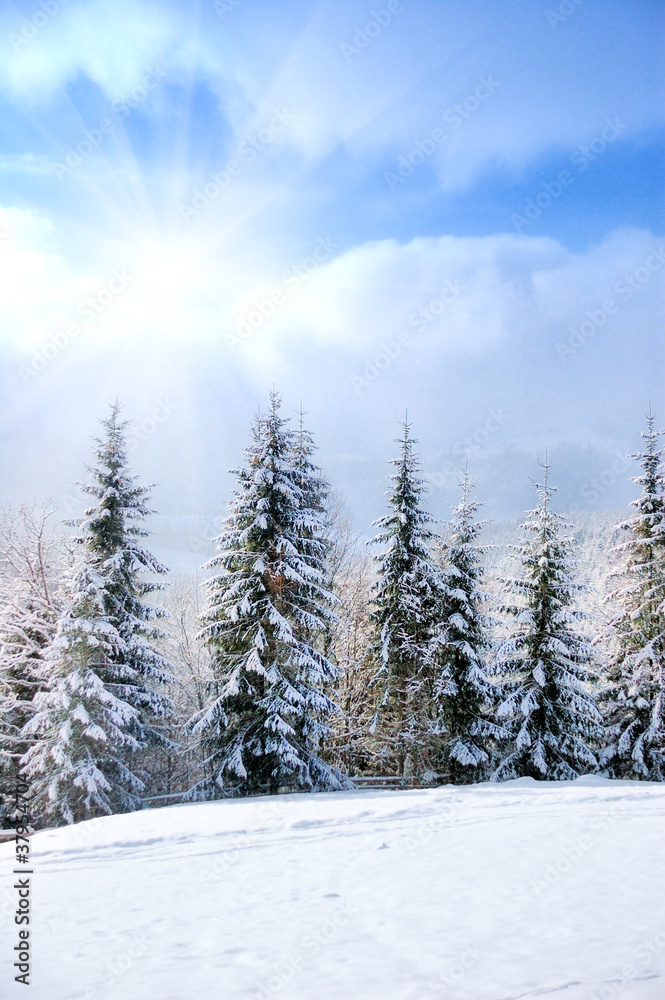 Beautiful winter landscape with snow covered trees