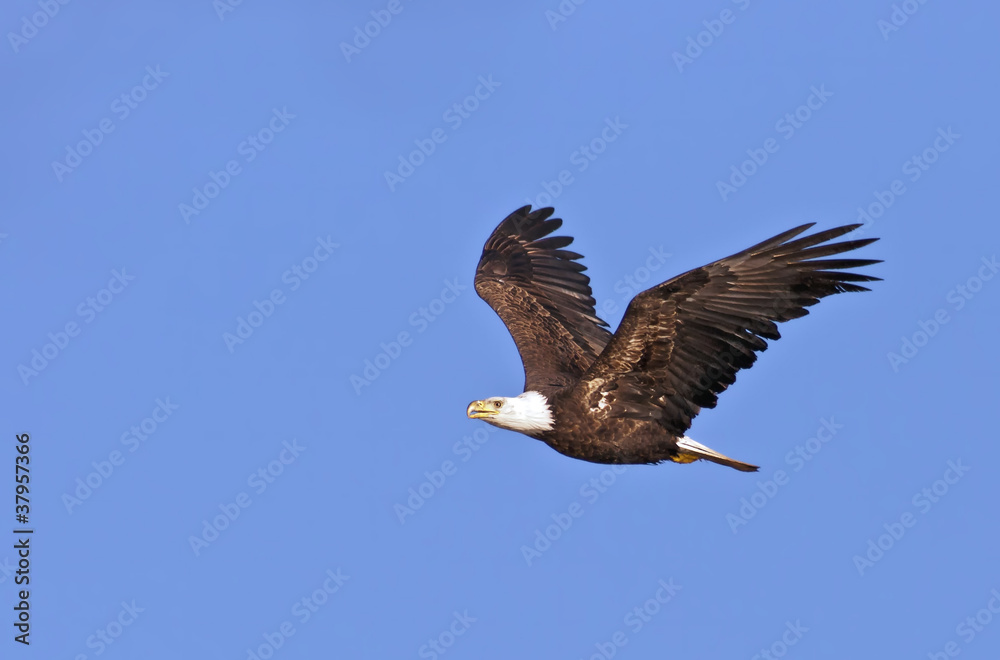 Obraz premium Bald Eagle Flying